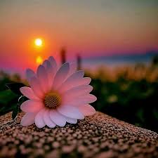 Aliya Khan - Profile Photo